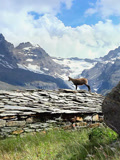 探访阿尔卑斯山上的生命痕迹