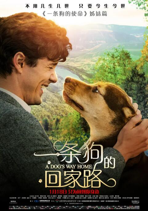 2018剧情片《一条狗的回家路》迅雷下载_中文完整版_百度云网盘720P|1080P资源